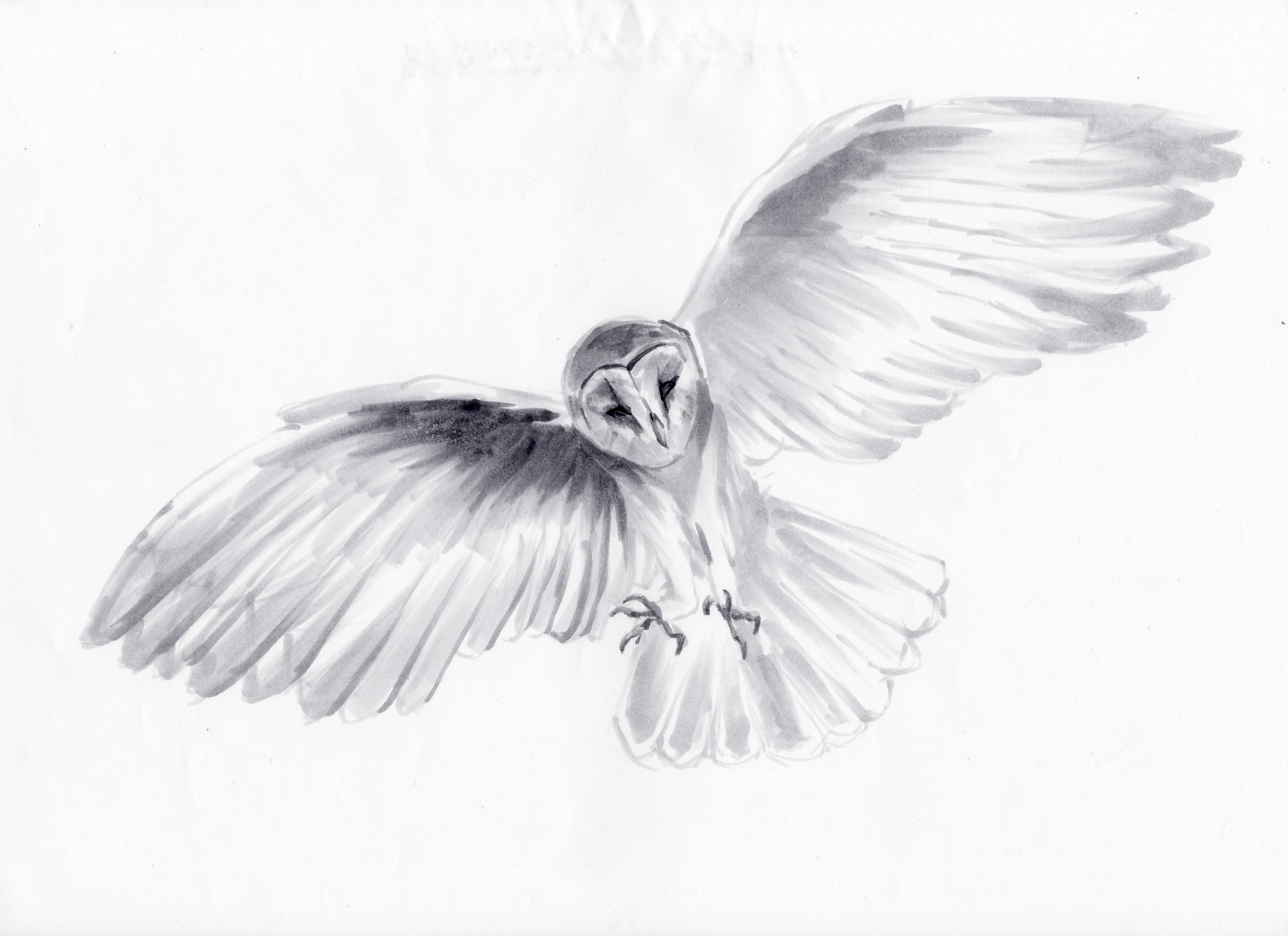 gr-tyto-illustration2