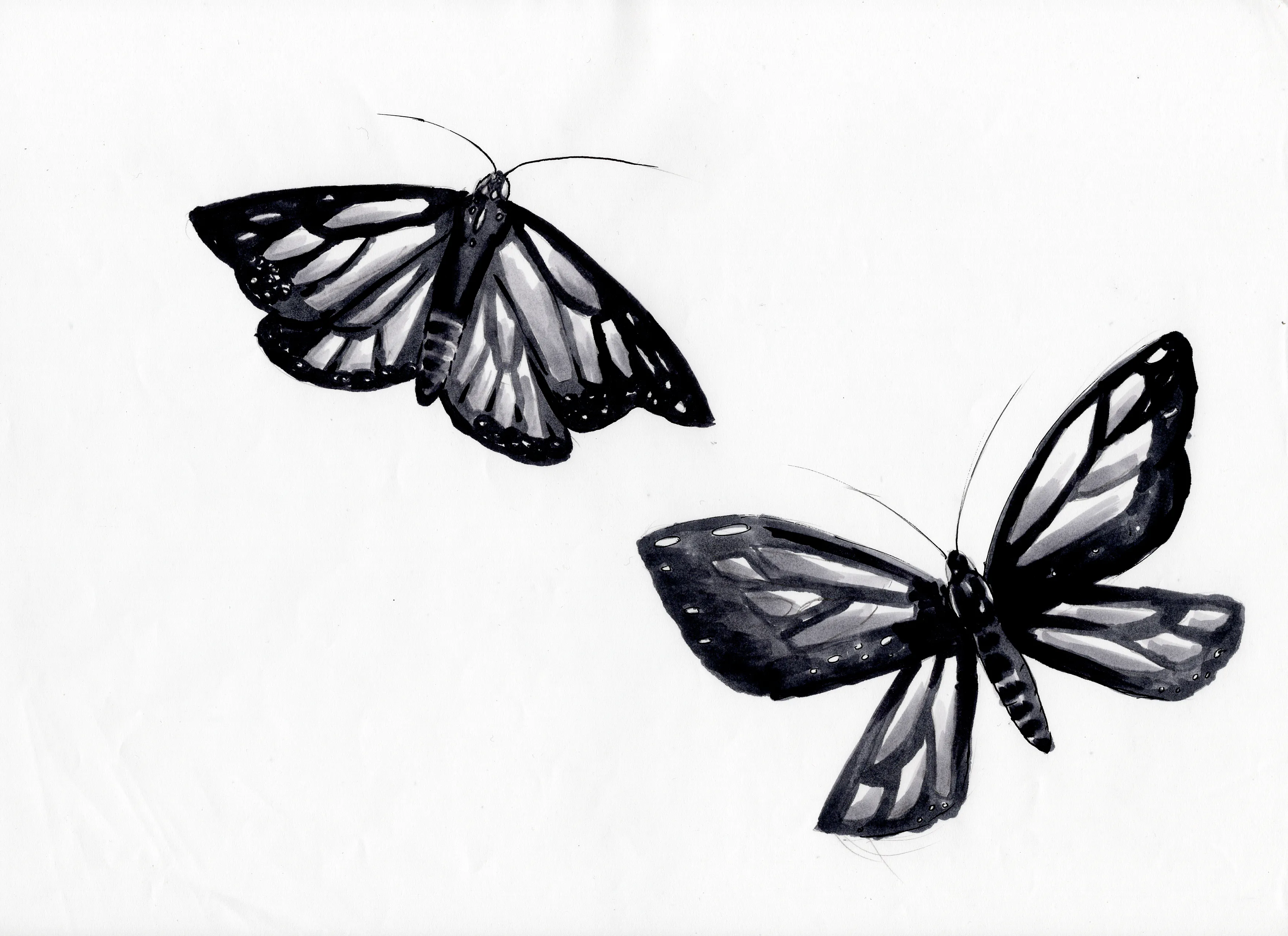gr-tyto-illustration5