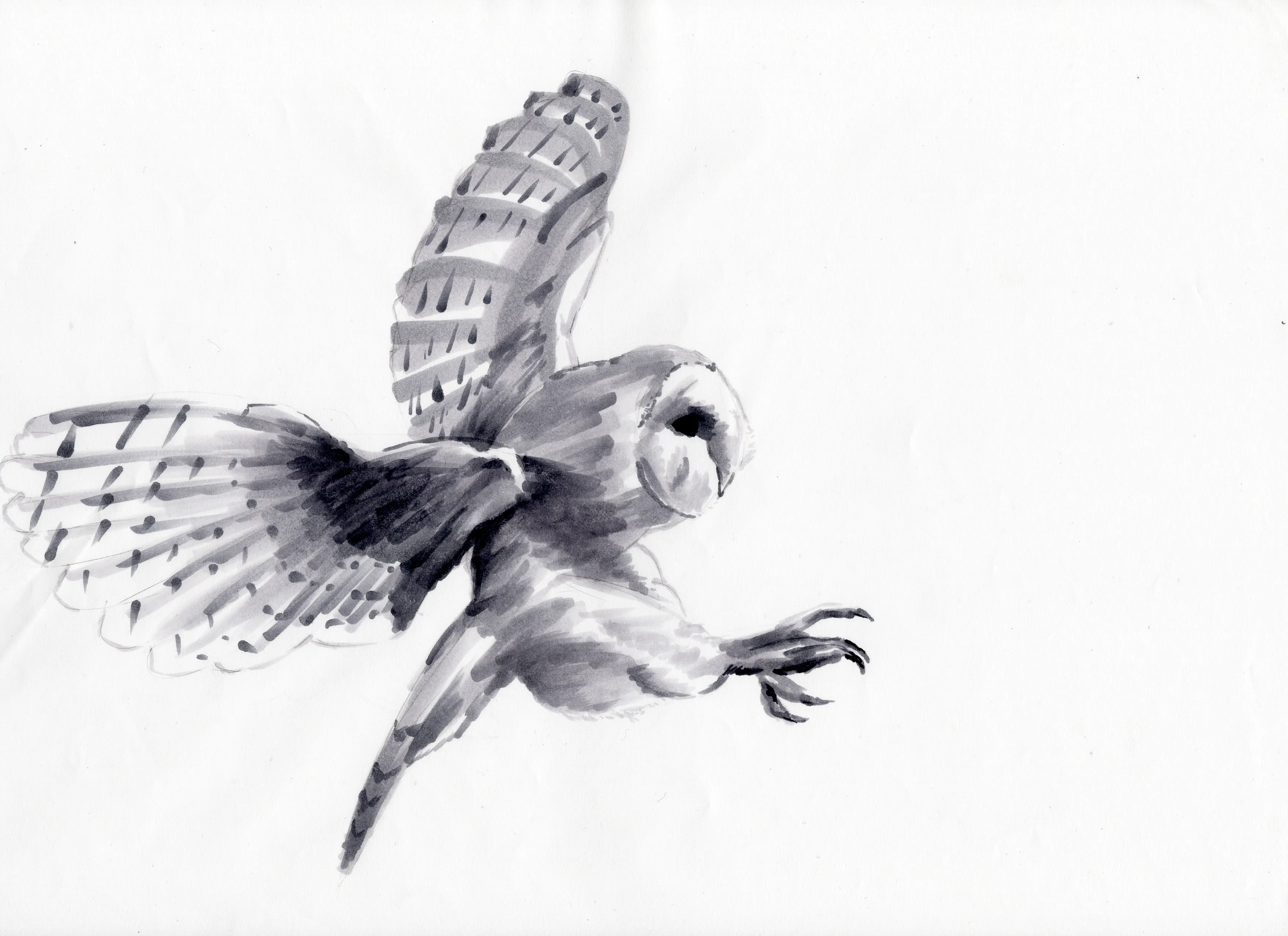gr-tyto-illustration7