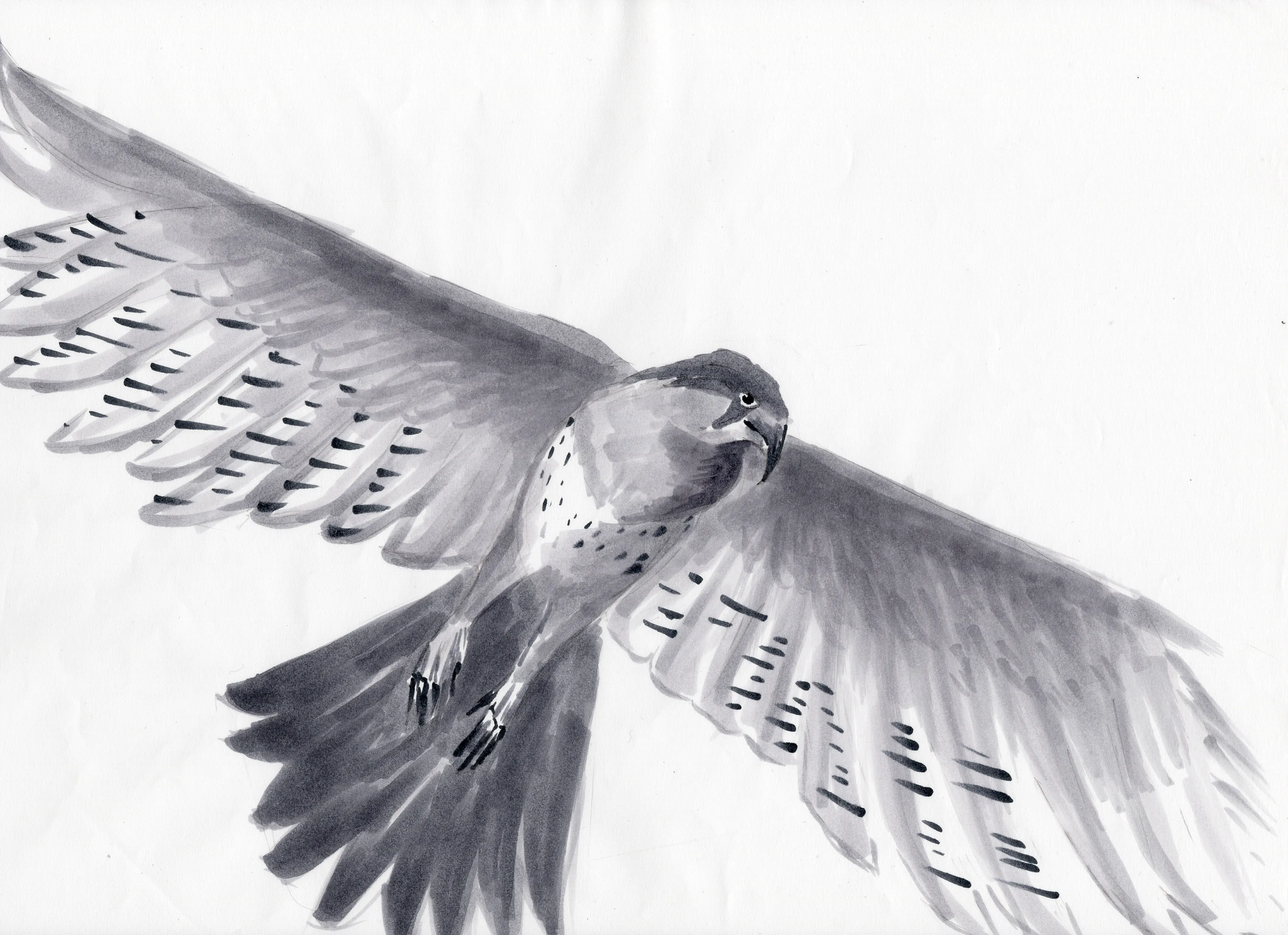 gr-tyto-illustration9