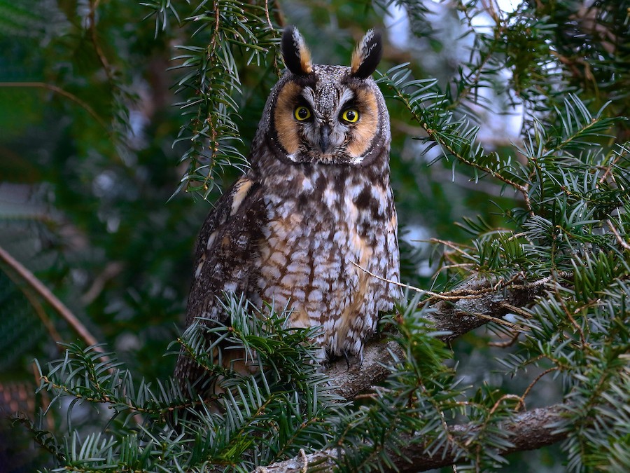 tskili long eared owl