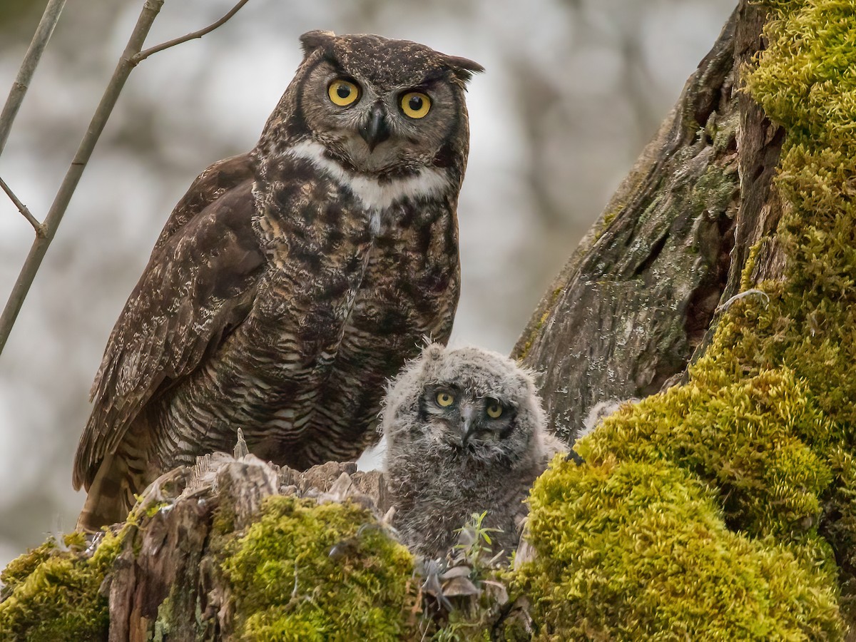 tskili great horned owl