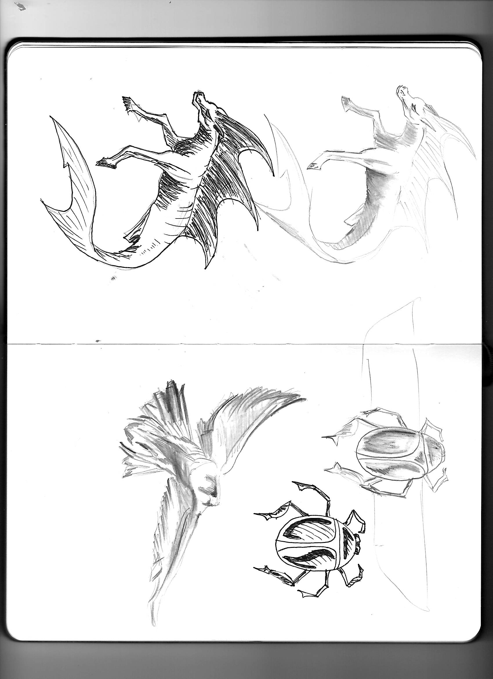 gr-tyto-sketch-illustration1