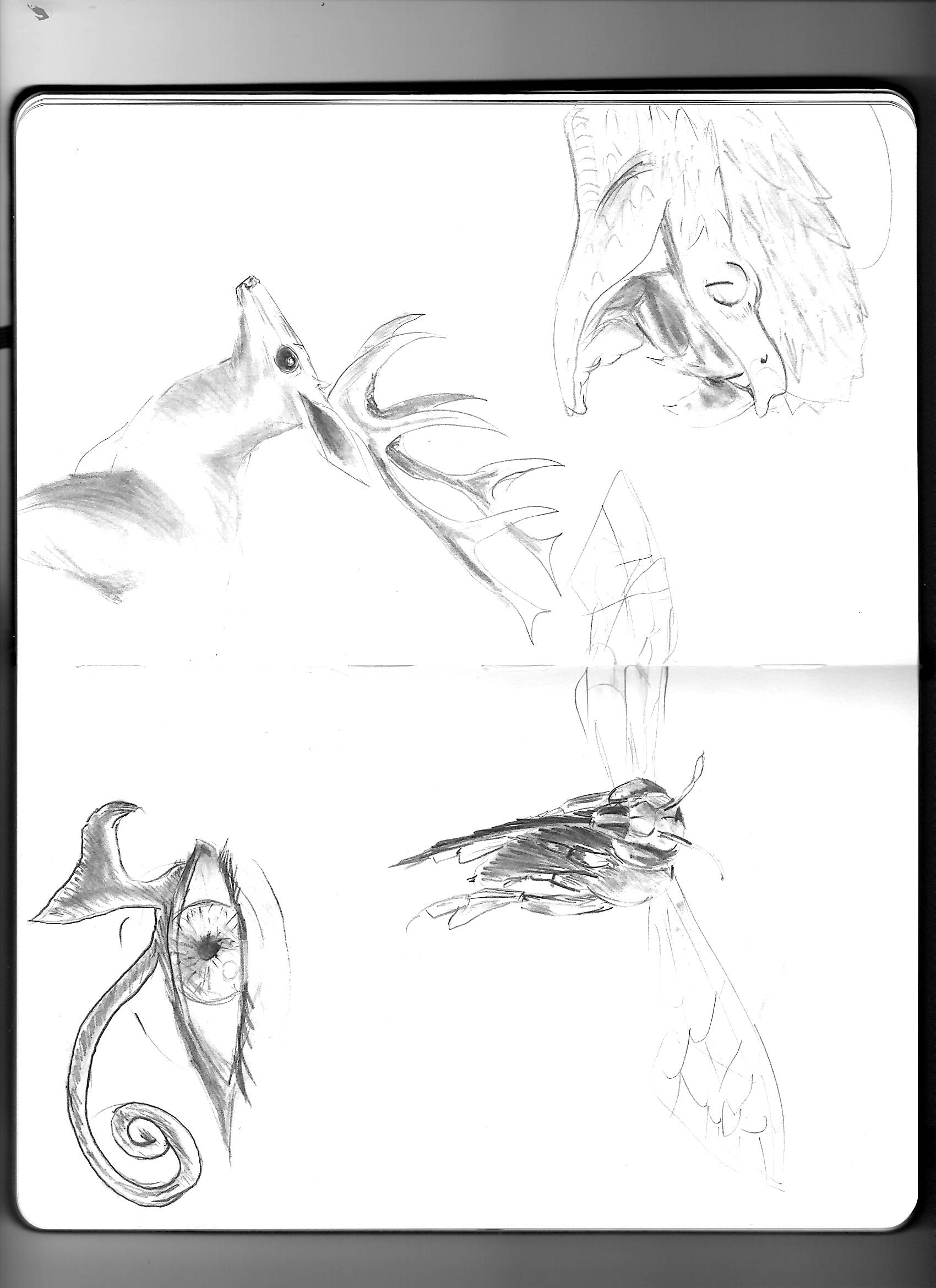 gr-tyto-sketch-illustration2